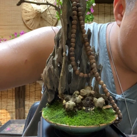 【闪购商品】红陶20CM以下0000169