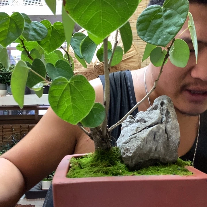 【闪购商品】红陶20CM（含）-50CM（不含）?**?00082