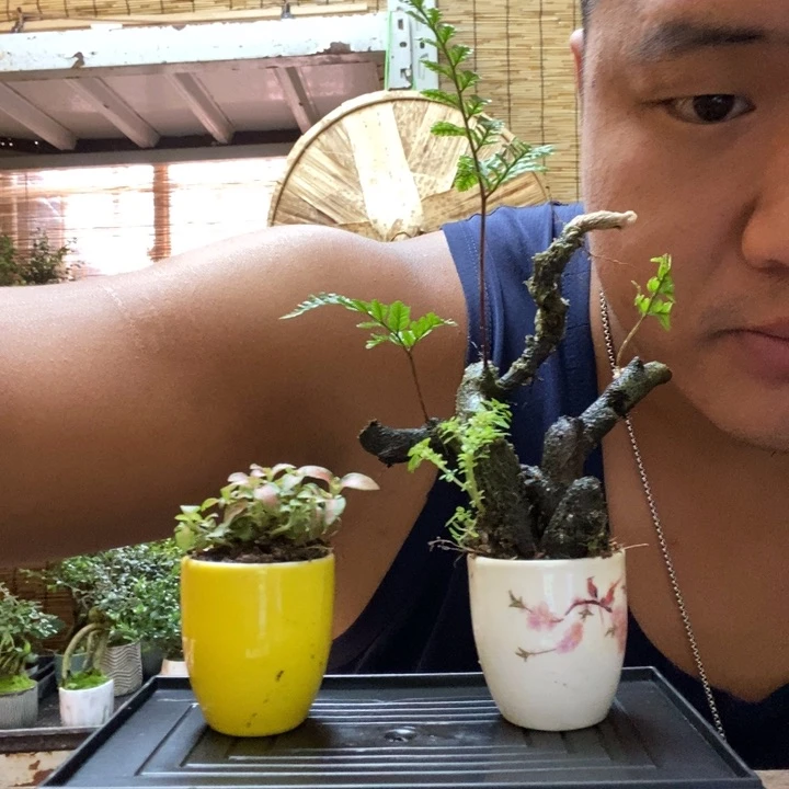 【闪购商品】红陶20CM以下000058