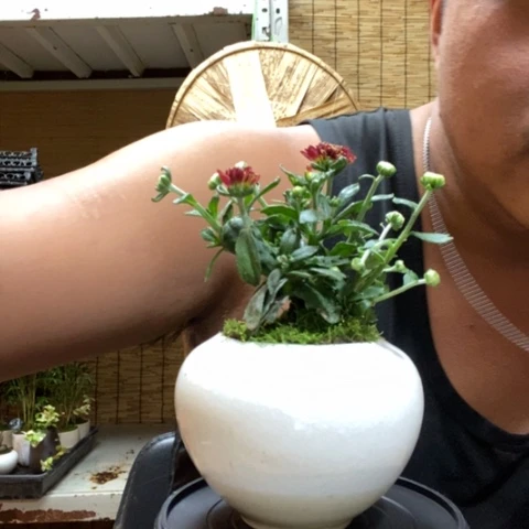 【闪购商品】红陶000033