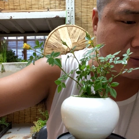 【闪购商品】红陶20CM以下00045