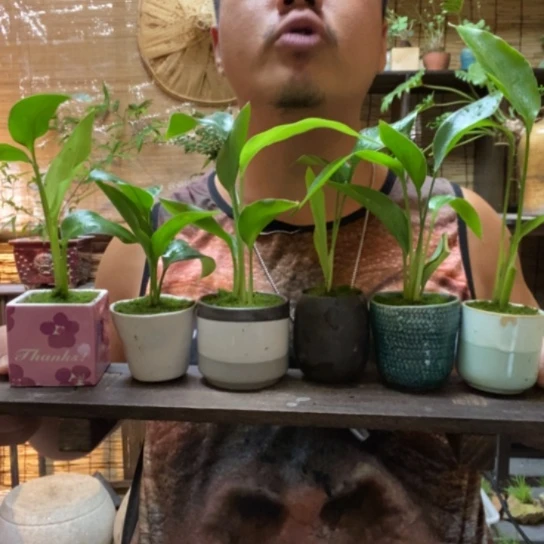 【闪购商品】天堂鸟一盆器型随缘带盆发货