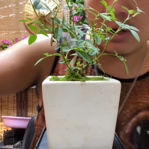 【闪购商品】红陶20CM以下00000138