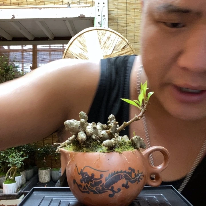 【闪购商品】红陶20CM（含）-50CM（不含）000094