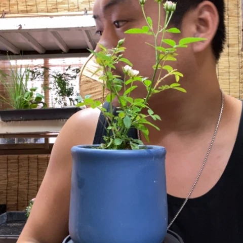 【闪购商品】红陶20CM（含）-50CM（不含）000013