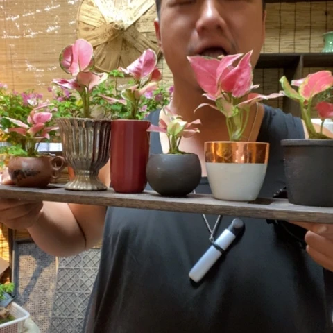 【闪购商品】红陶20CM以下圆托如意一盆器型随缘带盆发货