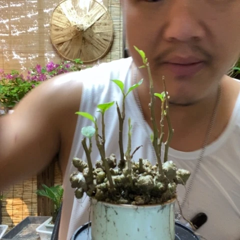 【闪购商品】红陶20CM以下00095