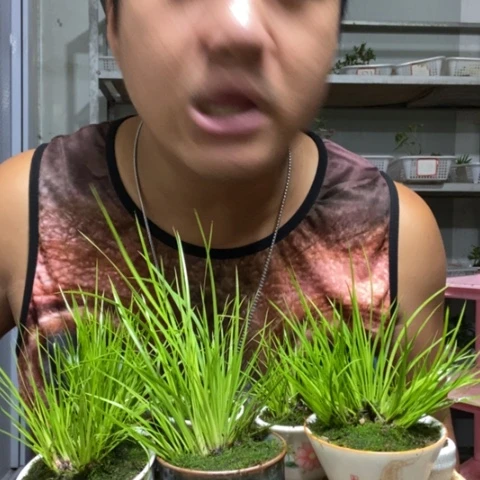 【闪购商品】菖蒲3盆器型随缘