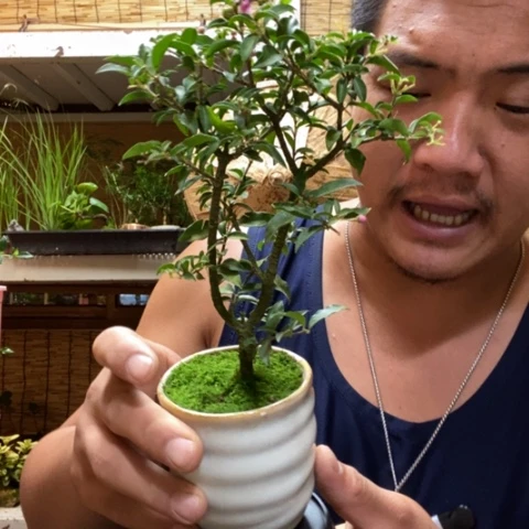 【闪购商品】红陶20CM（含）-50CM（不含）000000155