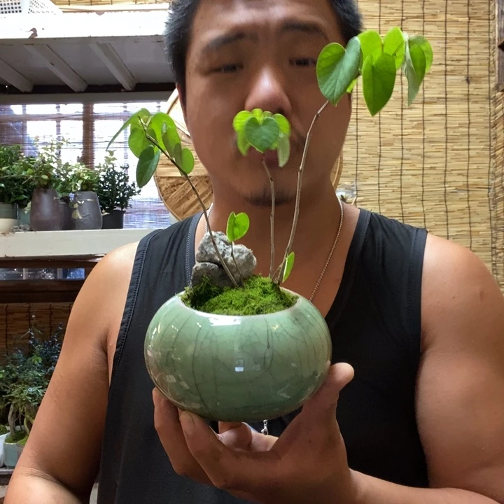 【闪购商品】红陶20CM（含）-50CM（不含）用****20000066