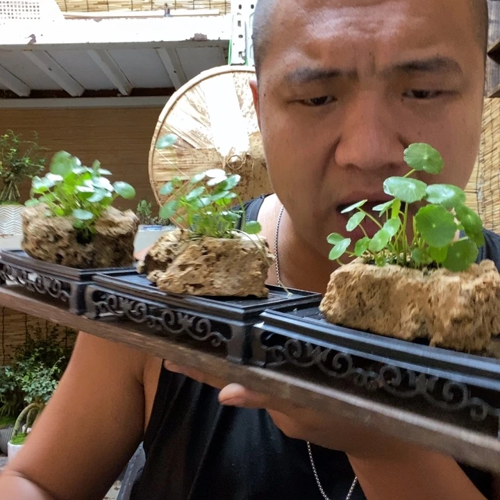 【闪购商品】红陶20CM以下长托吸水石铜钱草一个