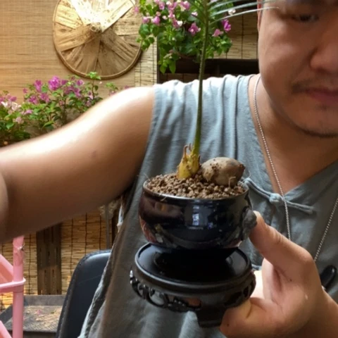 【闪购商品】红陶20CM以下0000192