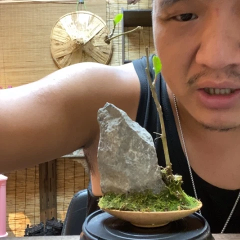 【闪购商品】红陶20CM以下0000238