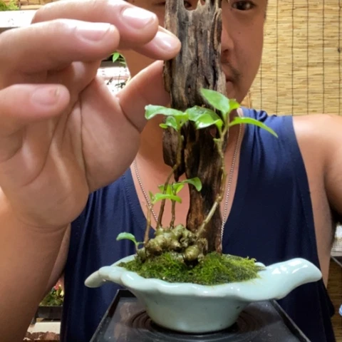 【闪购商品】红陶20CM（含）-50CM（不含）00008