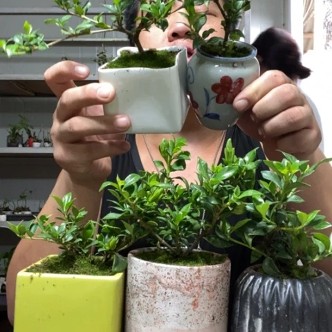 【闪购商品】栀子花一盆器型随缘