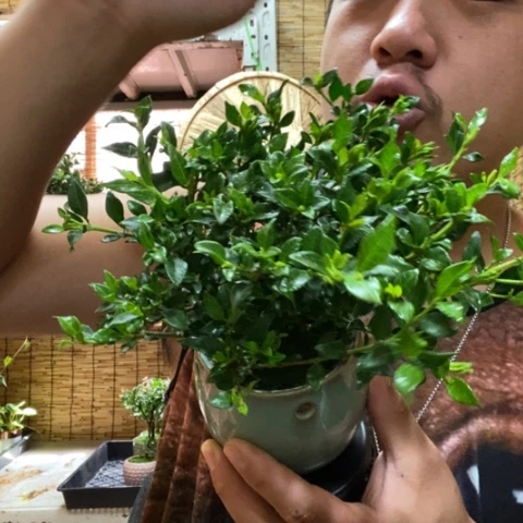 【闪购商品】红陶20CM（含）-50CM（不含）000042