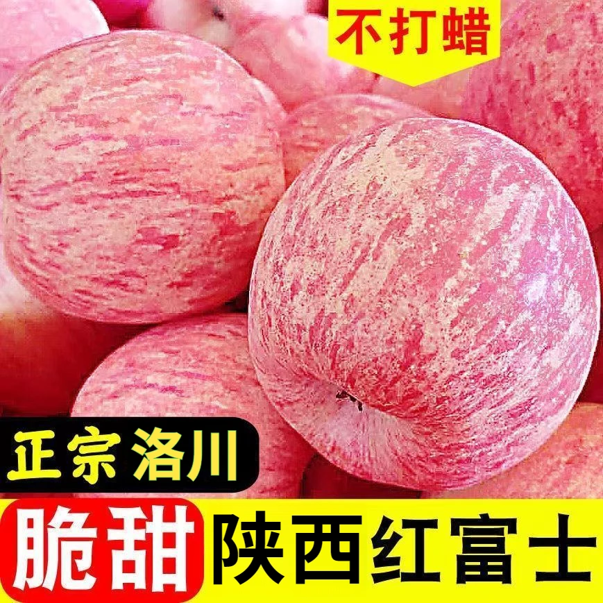 【与辉I同行】陕西洛川白水红富士苹果应季果新鲜现摘2/5/10斤新鲜