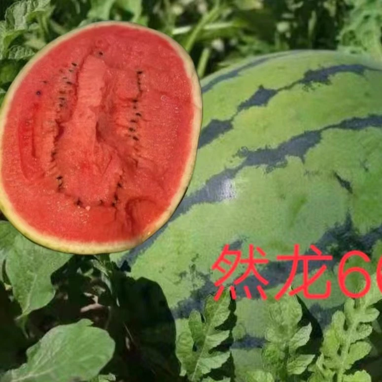 然龙666西瓜种子地雷类型约1000粒/罐西瓜