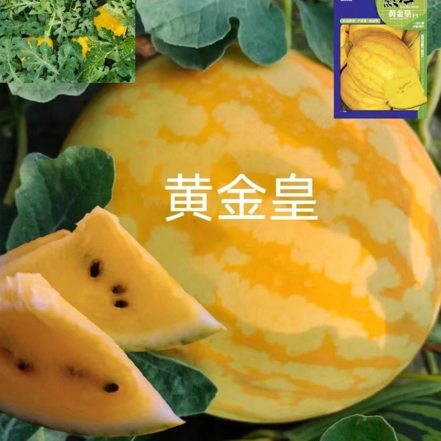 然龙黄金皇西瓜种子约200粒黄皮黄肉