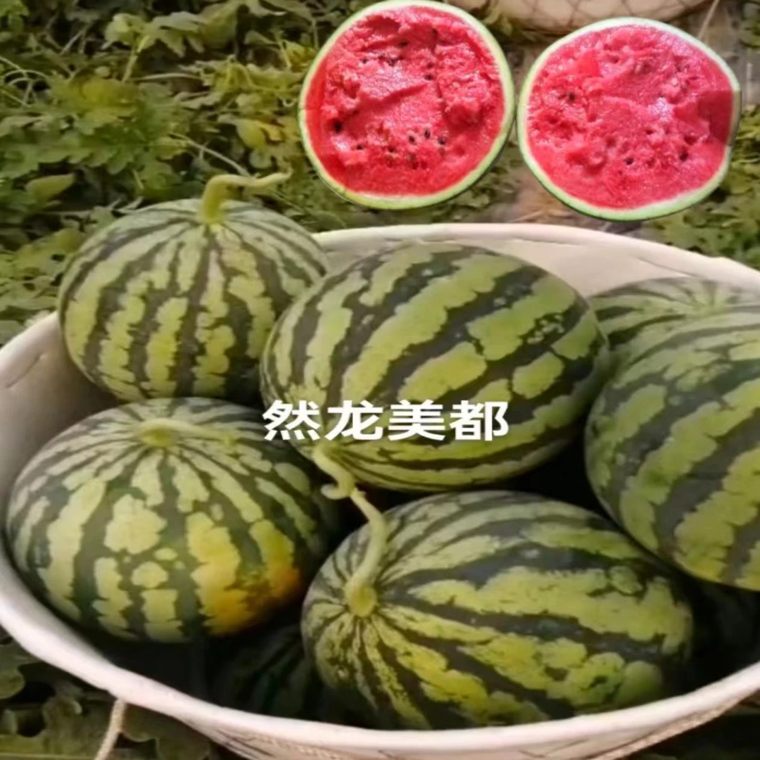 然龙美都西瓜种子约1000粒/罐大棚露地均可种植