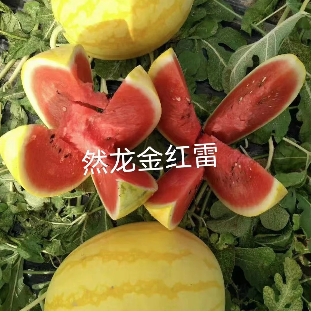 金红雷黄皮红肉礼品4k西瓜种子约200粒/袋