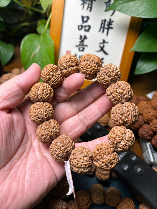 23+ 金刚菩提六瓣 满肉