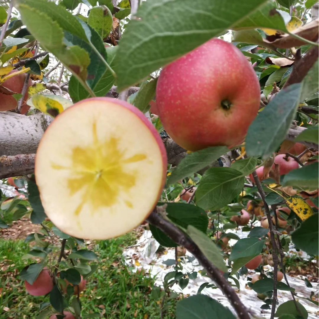 樱桃小小糖心苹果