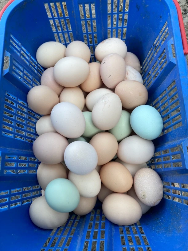 散养走地鸡  初生蛋土鸡蛋
