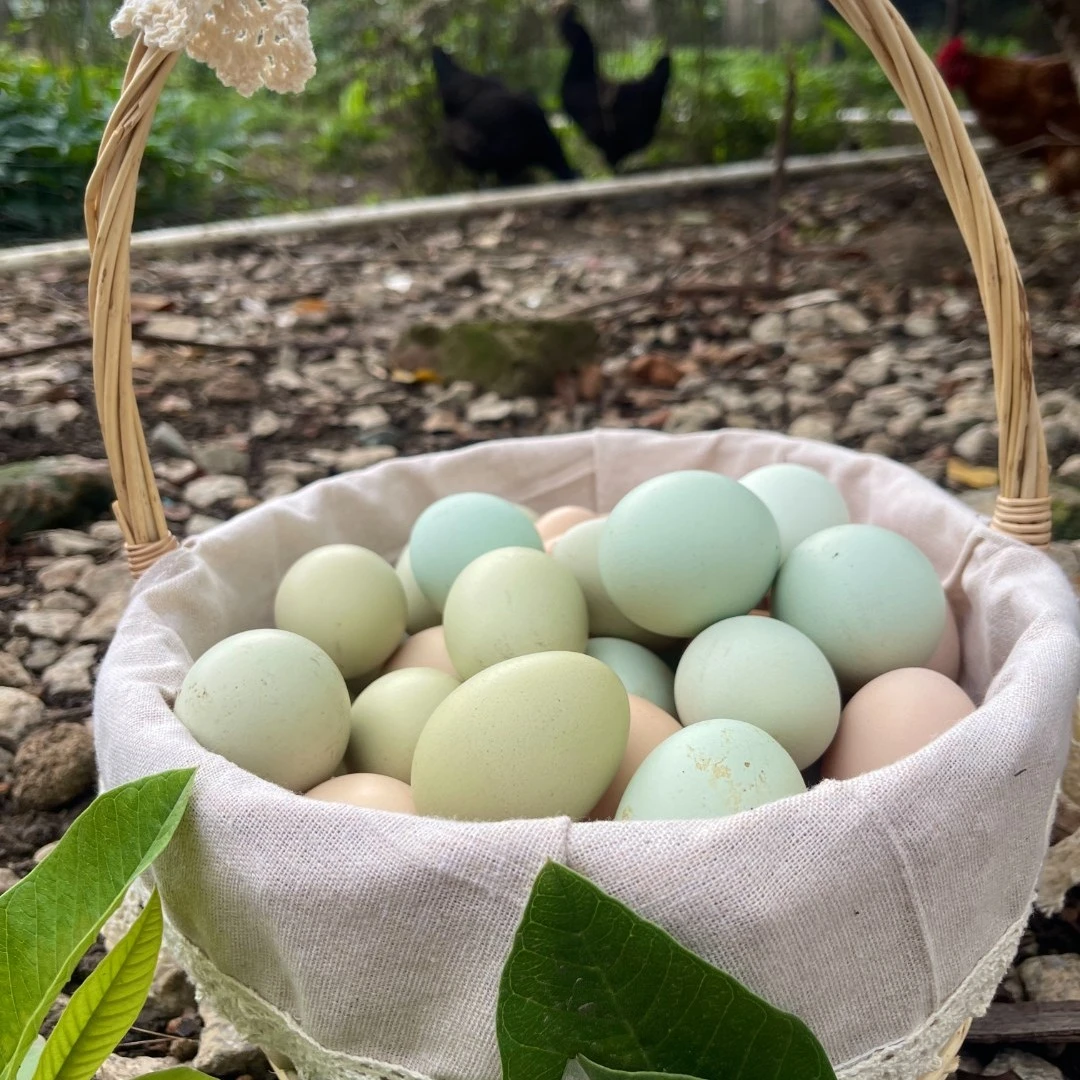 农家散养五黑乌鸡绿皮蛋30枚