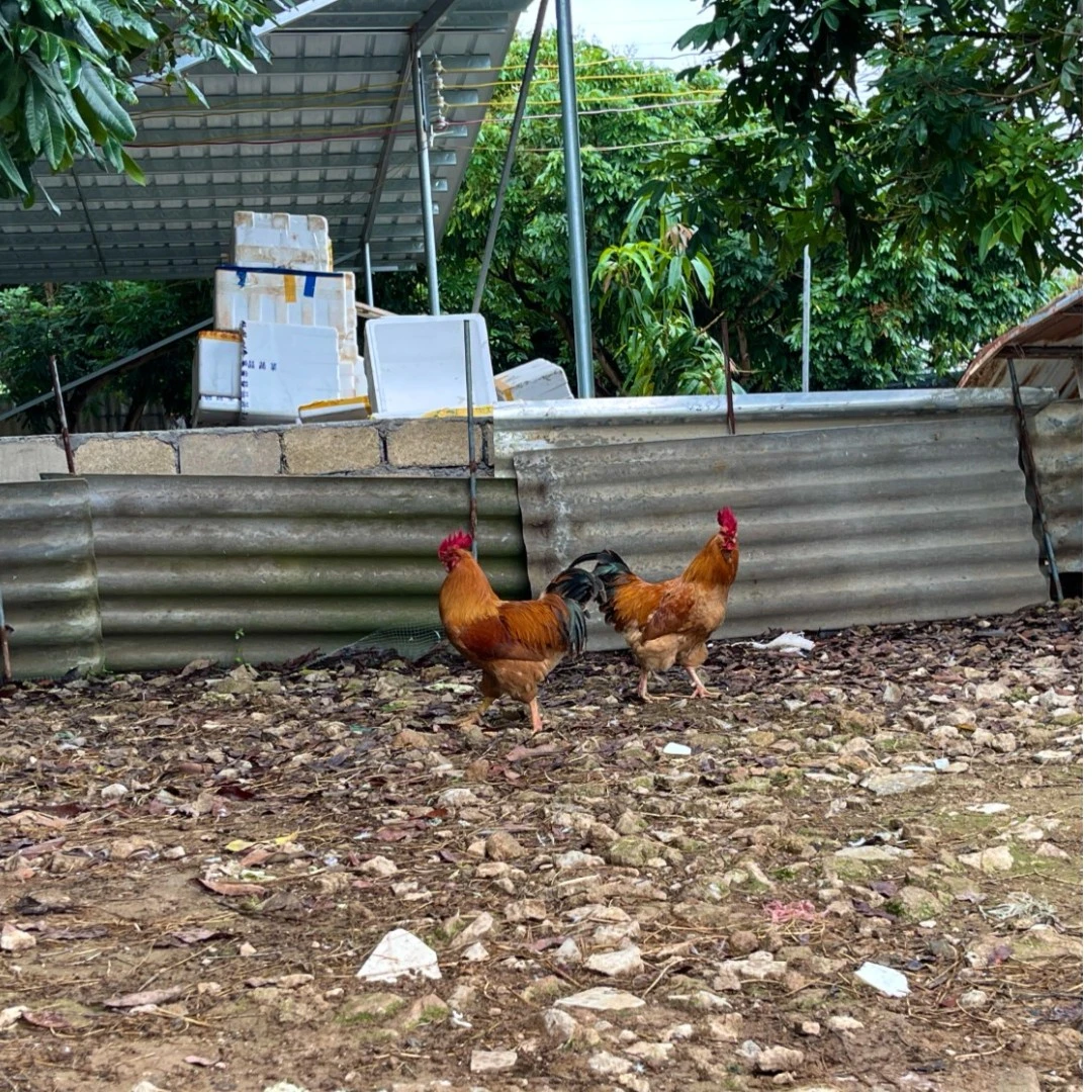 农家散养土鸡公鸡   五谷喂养 2只杀好6斤左右 包冰率不含冰