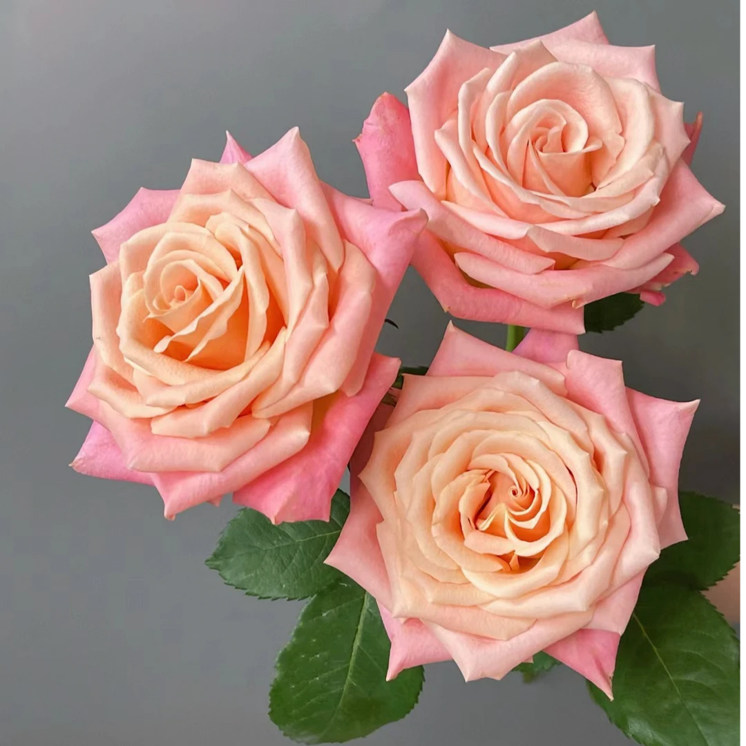 【花和优品】猪小姐——单头玫瑰