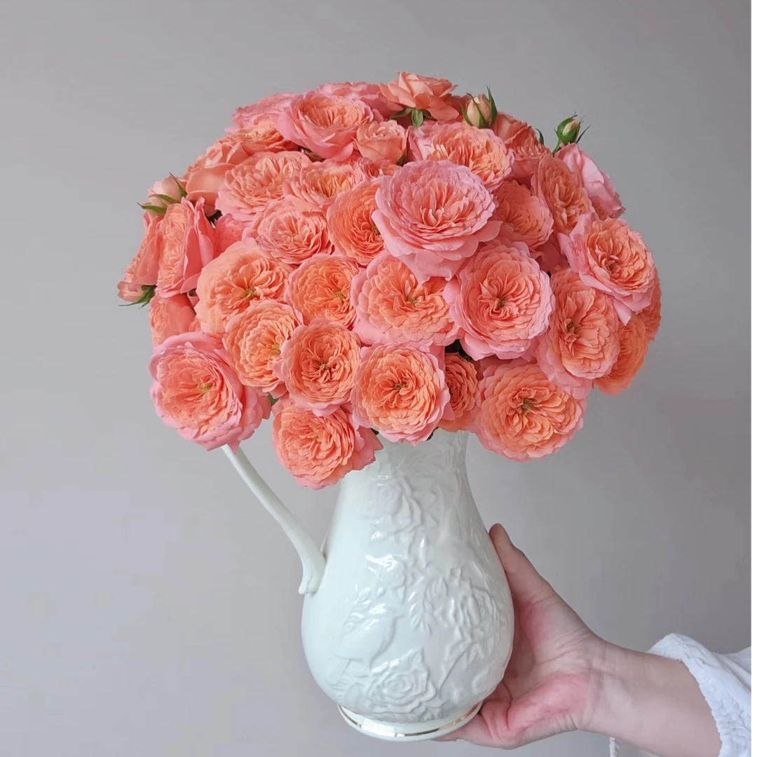 【花和优品】杏色果汁（带包装壳醒花哦）——多头玫瑰