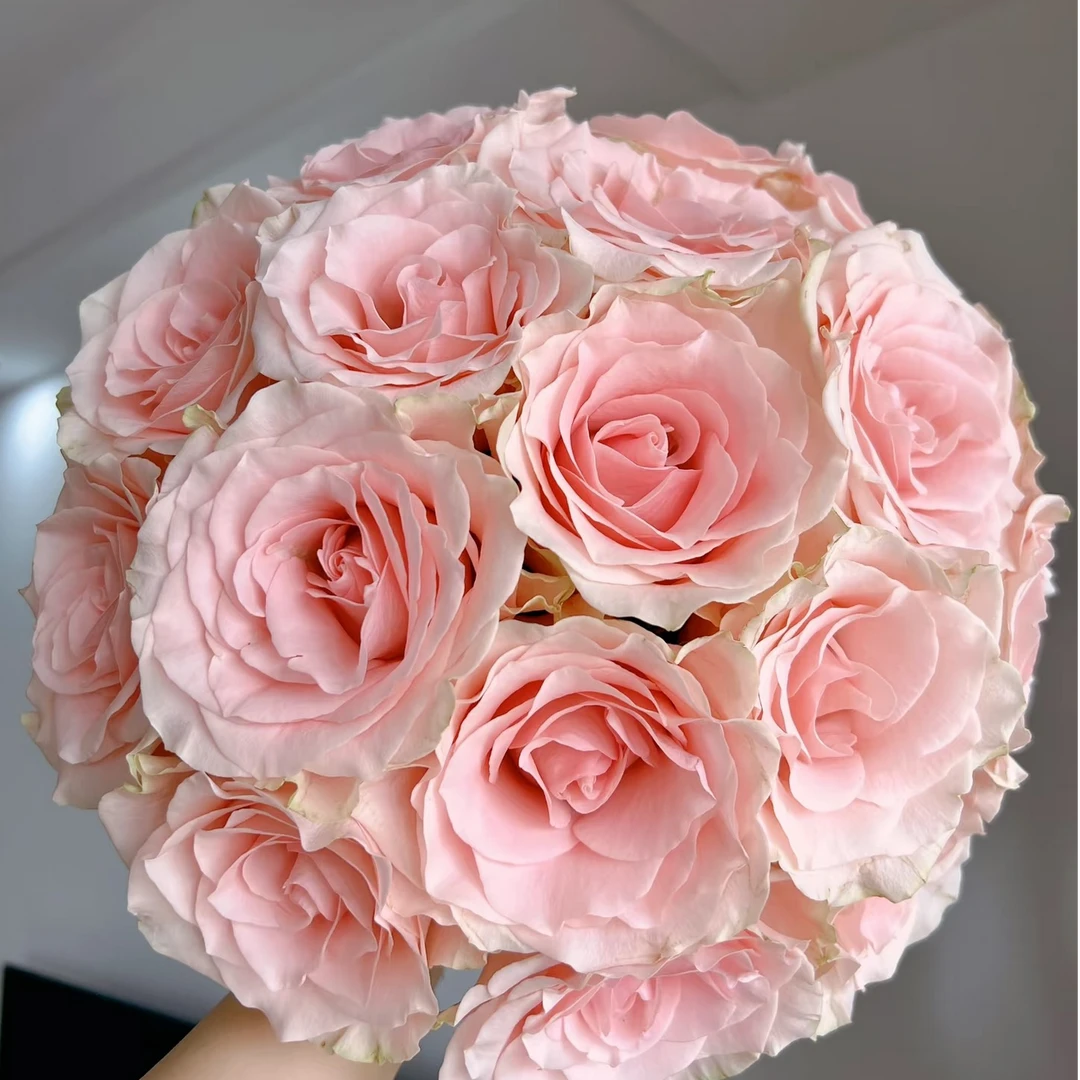 【花和优品】粉爱神——单头玫瑰