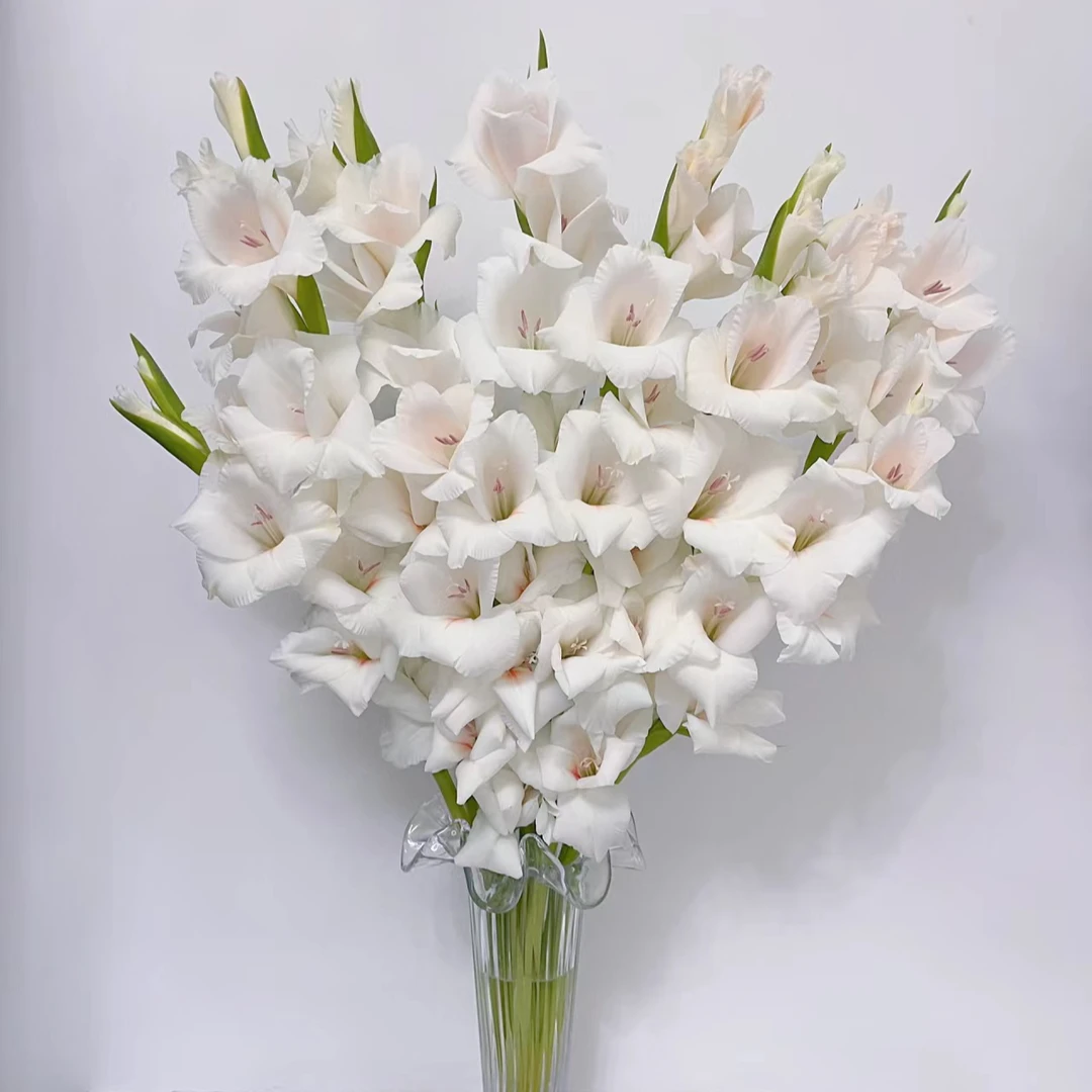 【花和优品】香槟初恋剑兰——稀有剑兰花开节节高