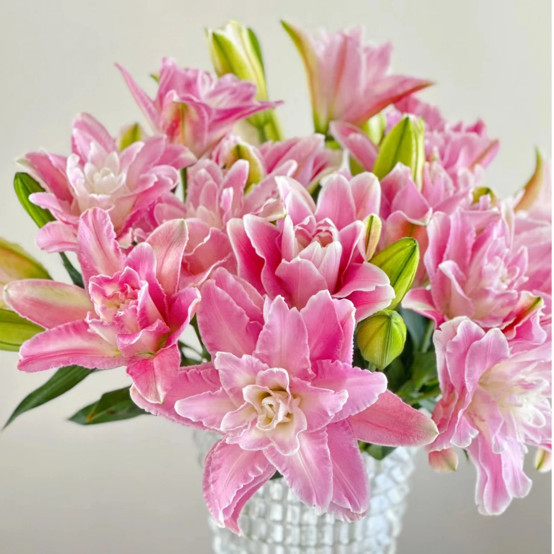 【花和优品】多头莲花仙子（5支）-—重瓣百合