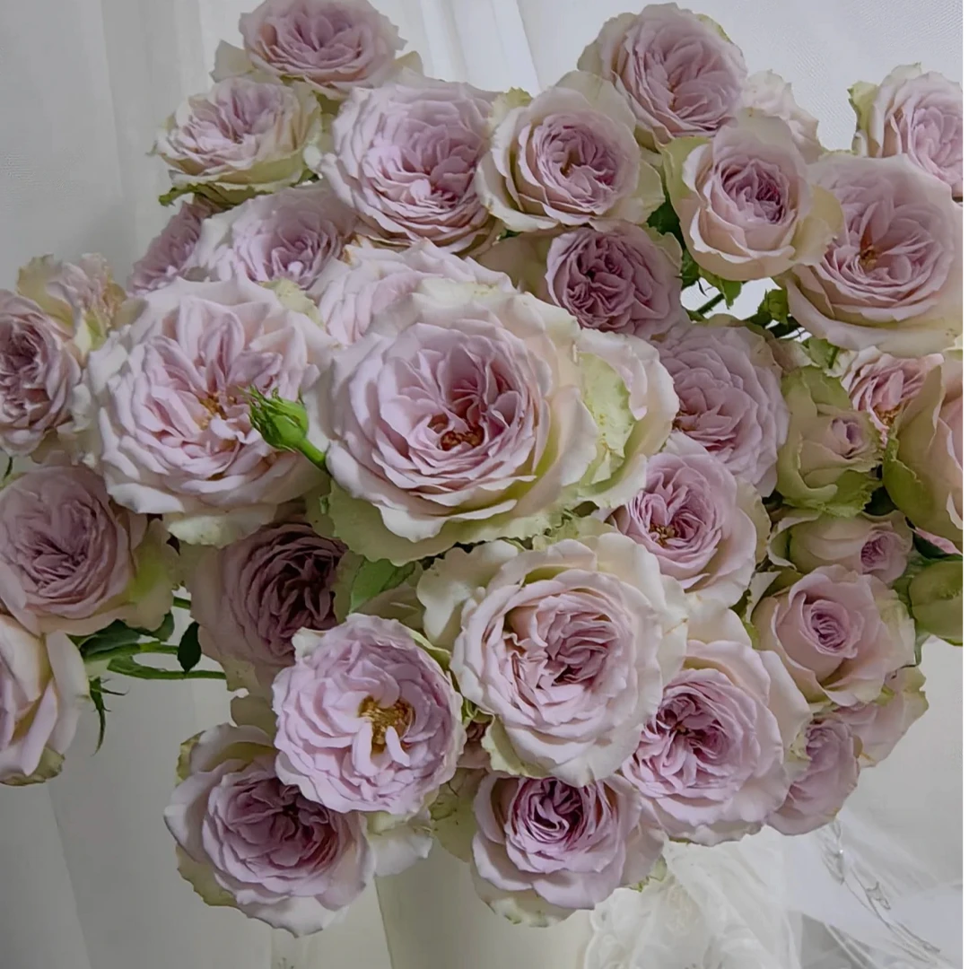 【花和优品】多头巴黎圣母院（带包装壳深水醒花哦）——多头玫瑰