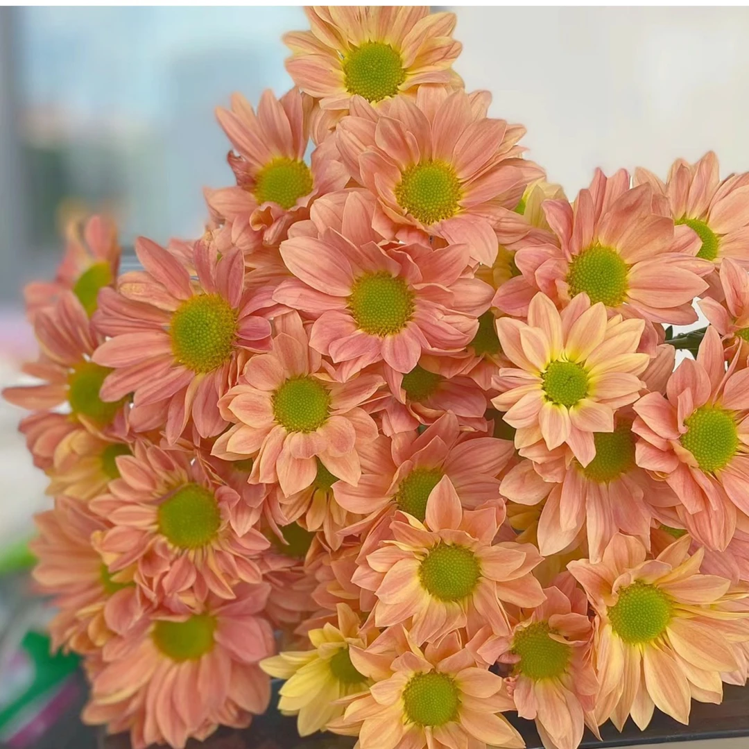 【花和优品】20支随机小菊（颜色不可以备注）