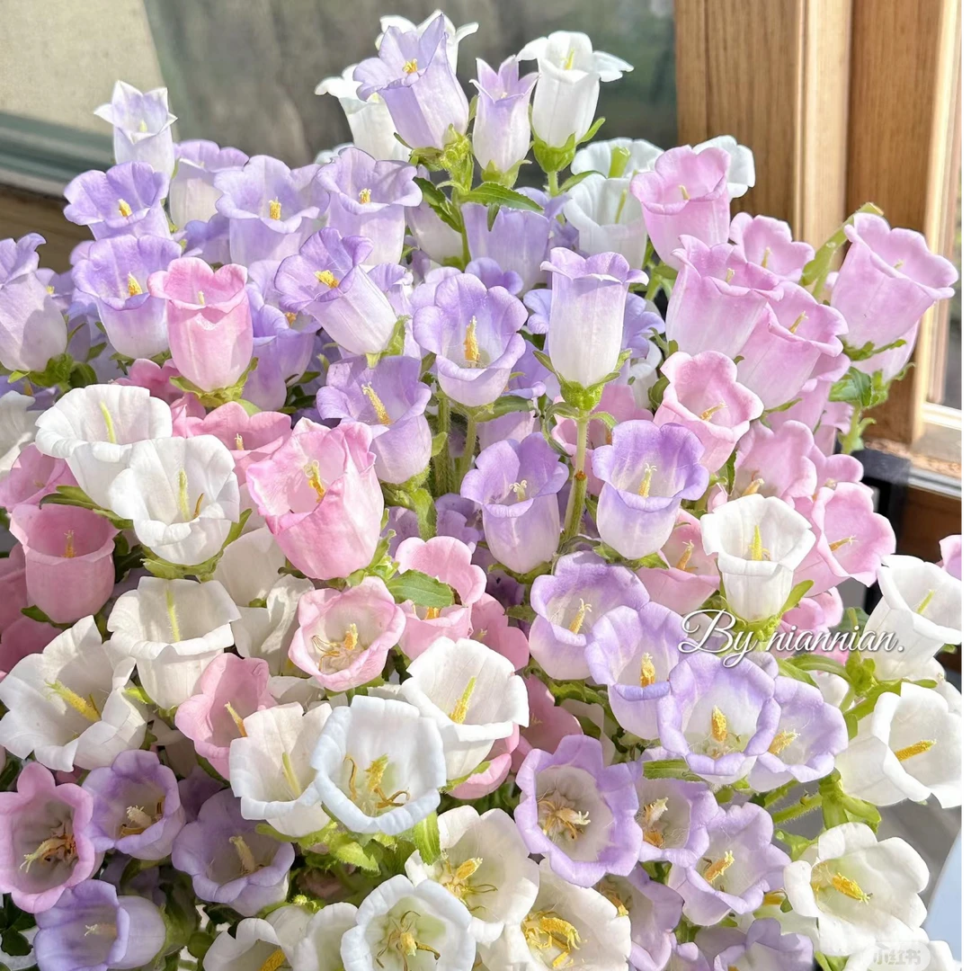 【花和优品】AA1扎随机色风铃