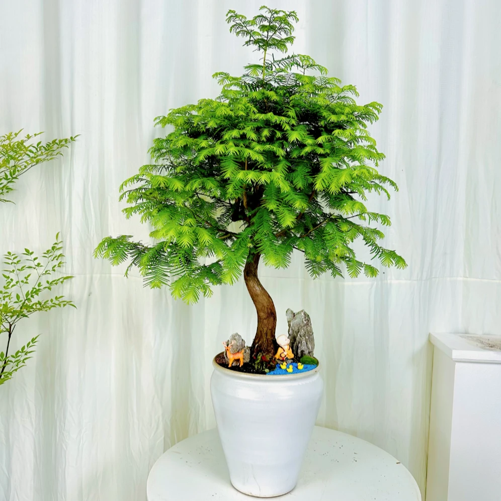 【一物一拍】直播间网红绿植盆栽客厅大型造型发货鲜活季节自然生长
