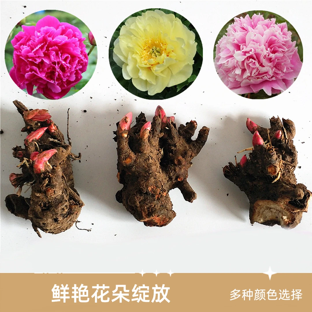 新疆包邮—6芽芍药花苗盆栽芍药种球芍药根快四季盆栽