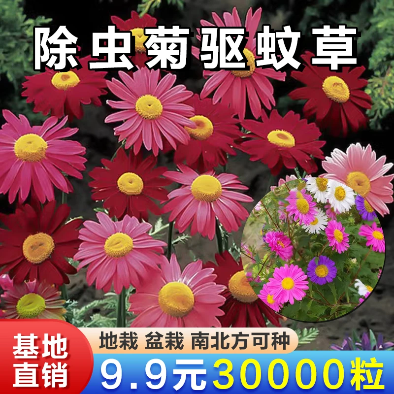 【抢！9.9元30000粒】四季播种四季多色阳台庭院种植新手可养混色