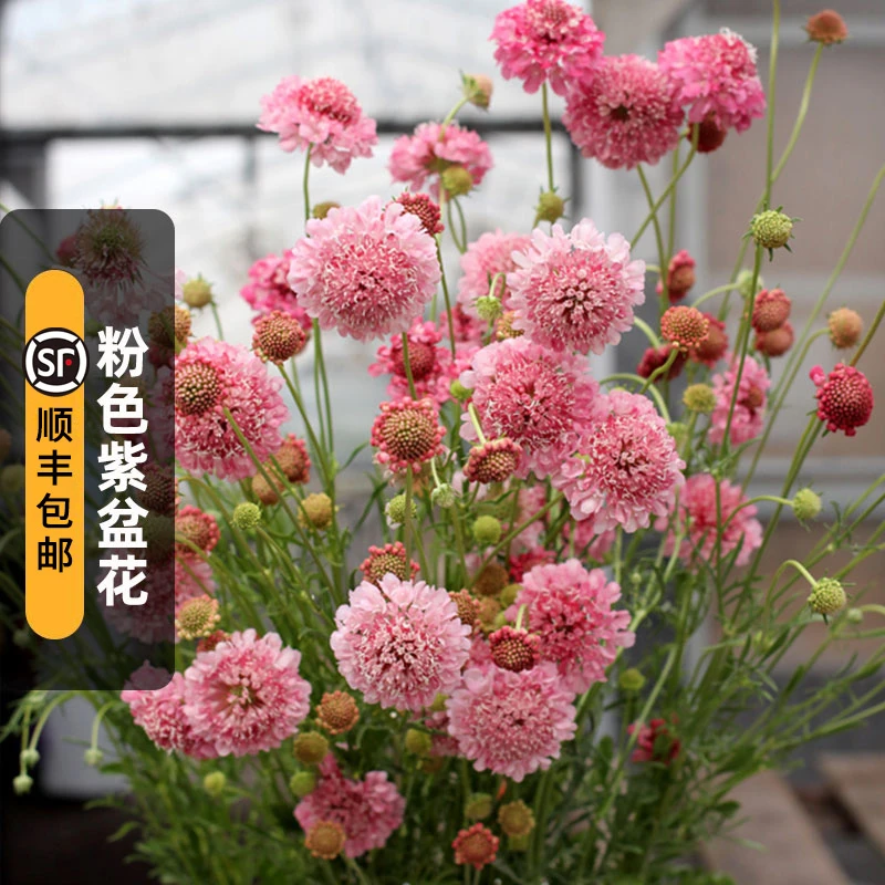 粉色紫盆花种子50粒鲑鱼色轮峰菊松虫草籽切花室外阳台盆栽春秋播