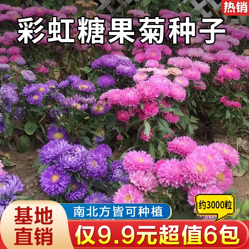 混色彩虹糖果菊花卉种子耐热易种阳台庭院