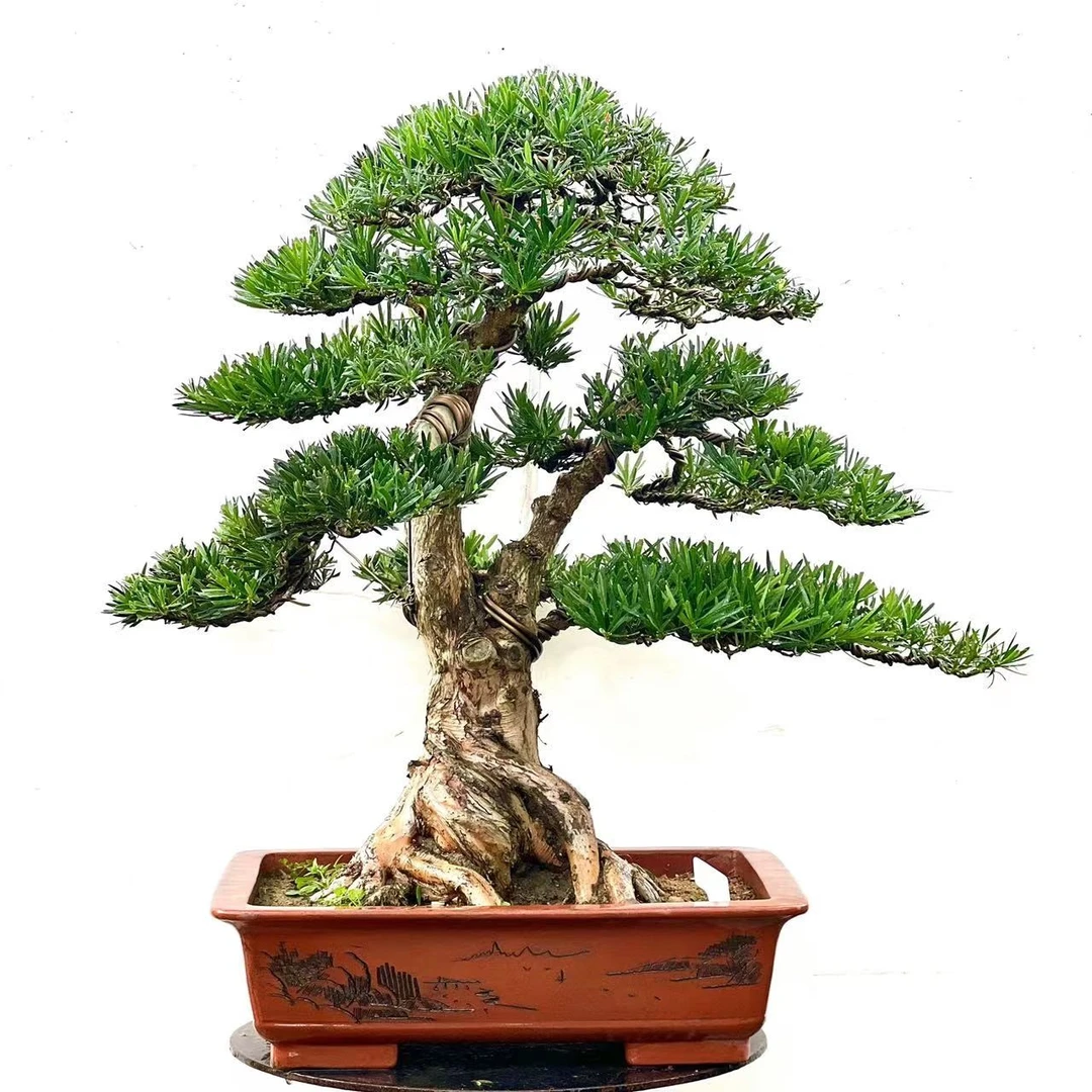 黑松,罗汉松,黄杨等各种造型