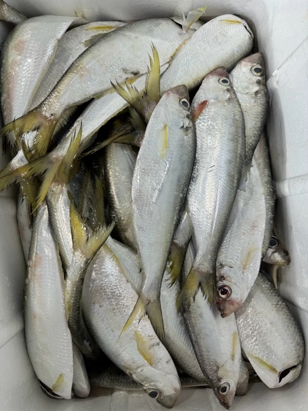连云港海捕 小白鳞鱼鳓鱼10斤