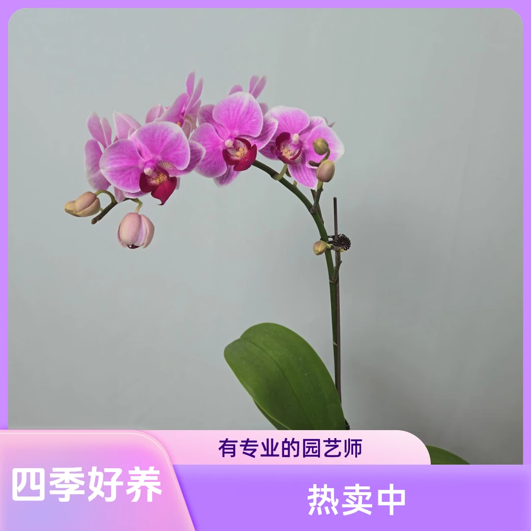 成功蝴蝶兰【小甜甜】蝴蝶兰花卉四季好养