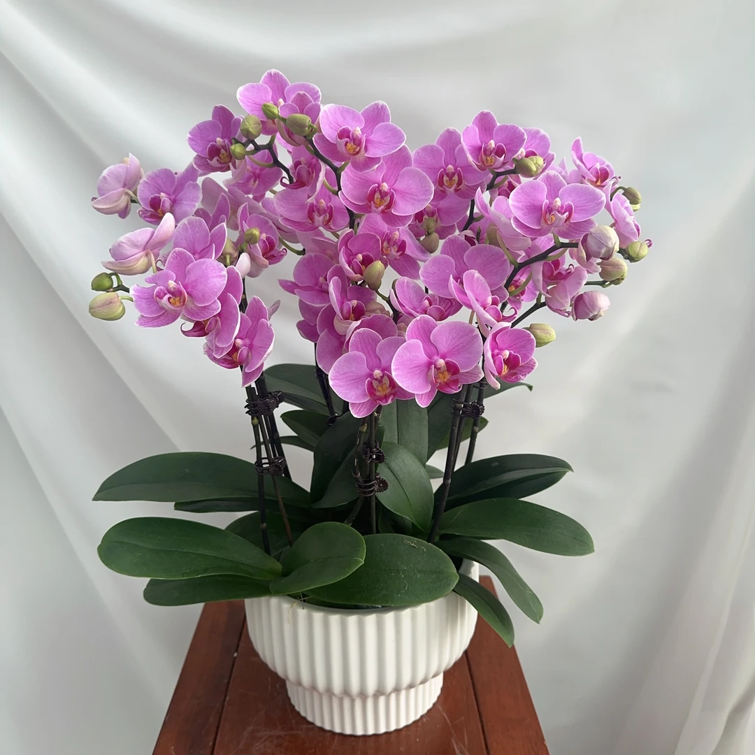 家成优选【紫蝶】蝴蝶兰精致组盆花卉带花剑带花苞盆栽四季植物4-8
