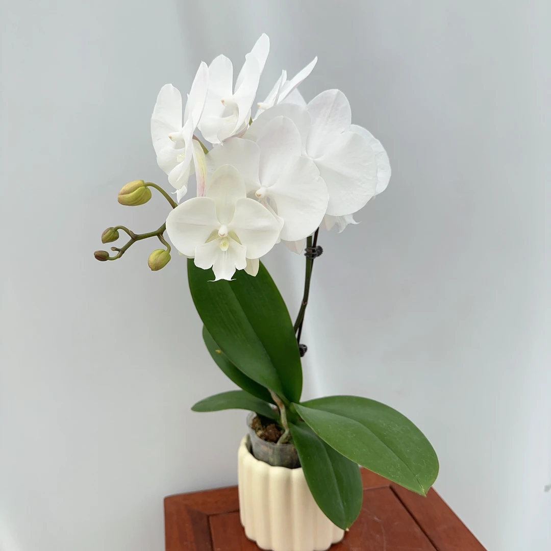 CC【白天鹅】蝴蝶兰花卉四季好养基地直发