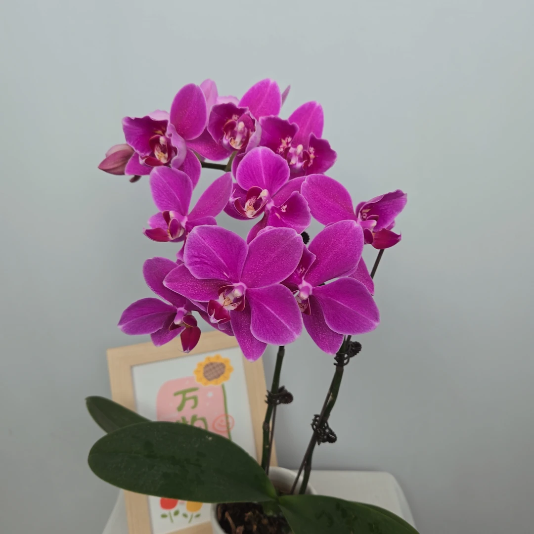 成功蝴蝶兰【红蜻蜓】蝴蝶兰花卉四季好养