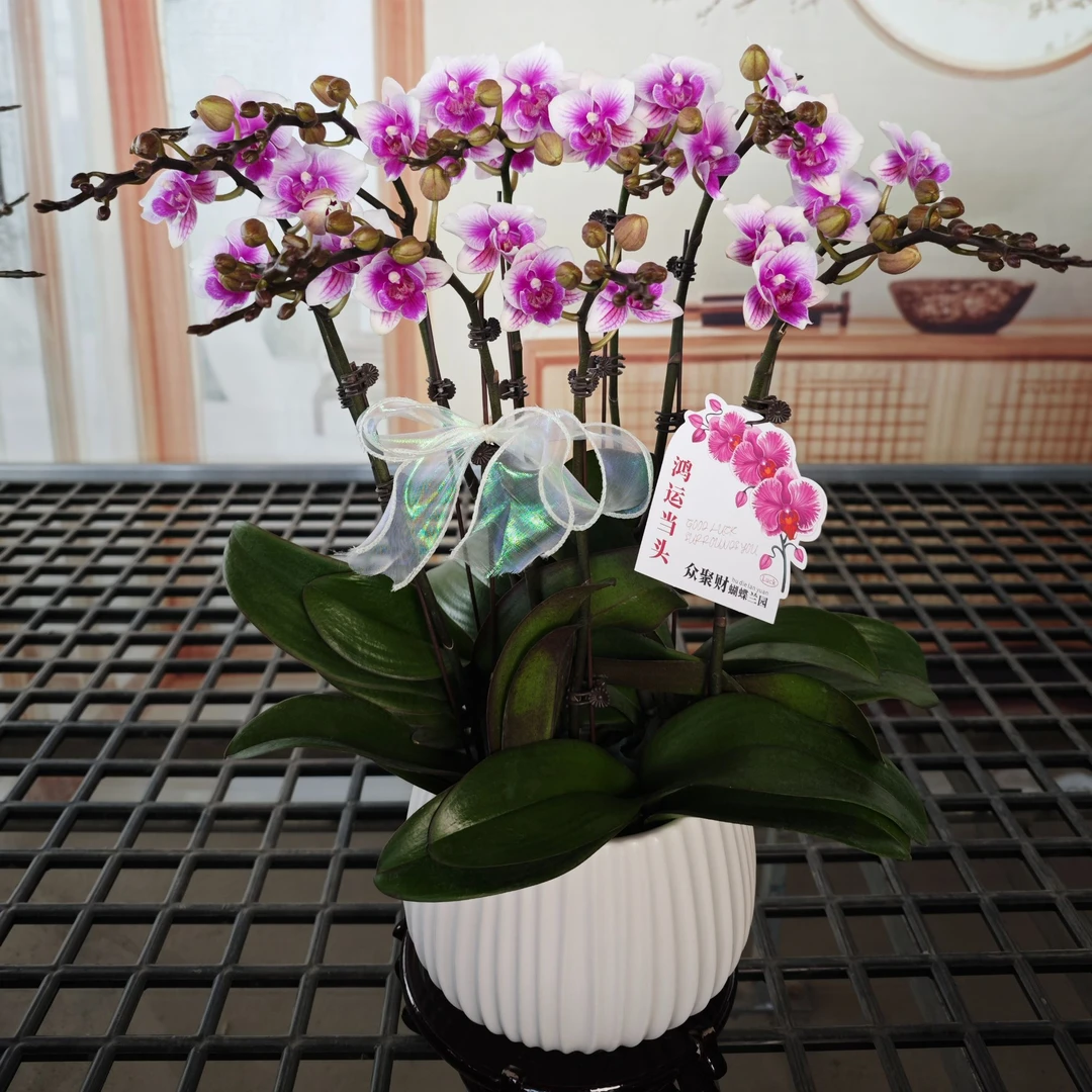 可爱多蝴蝶兰 办公室客厅卧室书房大堂摆放鲜活鲜花